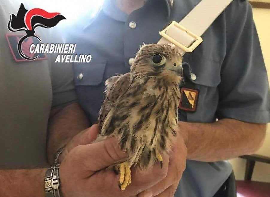 Un piccolo falco salvato dai carabinieri in Irpinia - la Repubblica