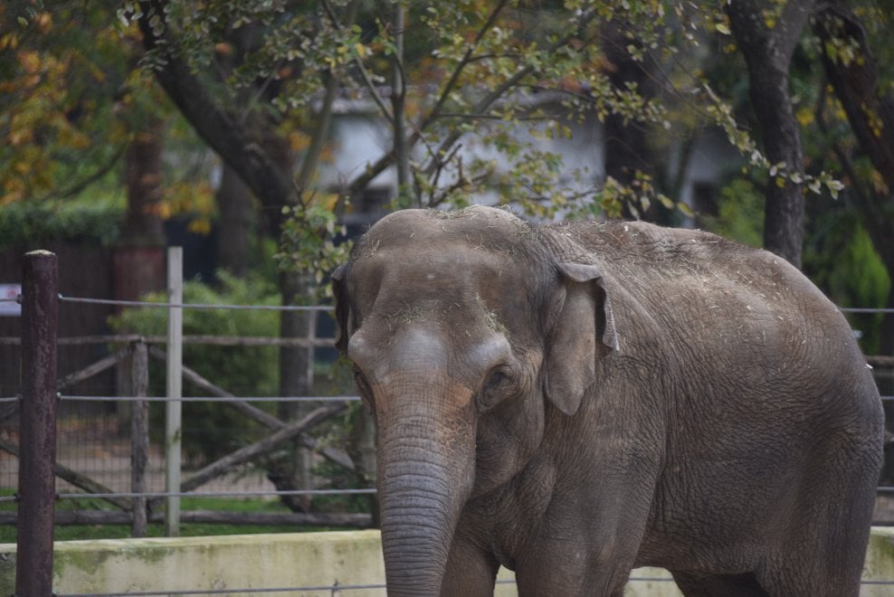 L Elefantessa Mia E Arrivata Allo Zoo Di Napoli La Repubblica