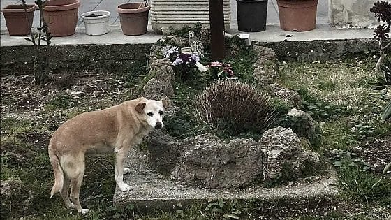 Nicoletta, la cagnolina che da 10 anni veglia la tomba del suo ...