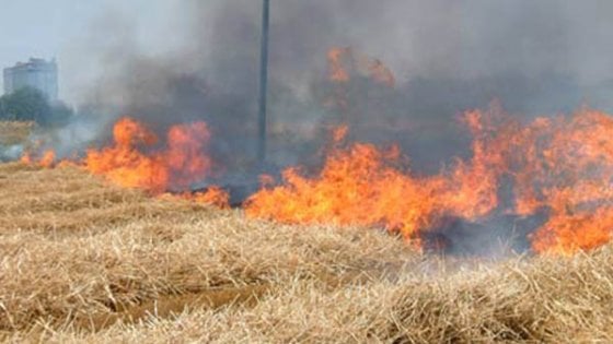 Napoli, allarme incendi, il sindaco vieta di bruciare le sterpaglie - la Repubblica
