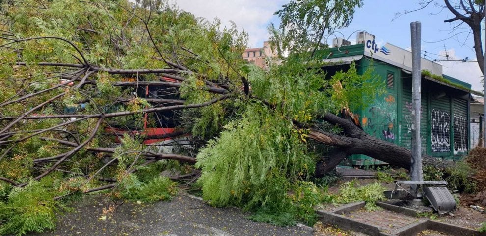 Maltempo, albero si abbatte su un bus per il vento. Autista lievemente ...