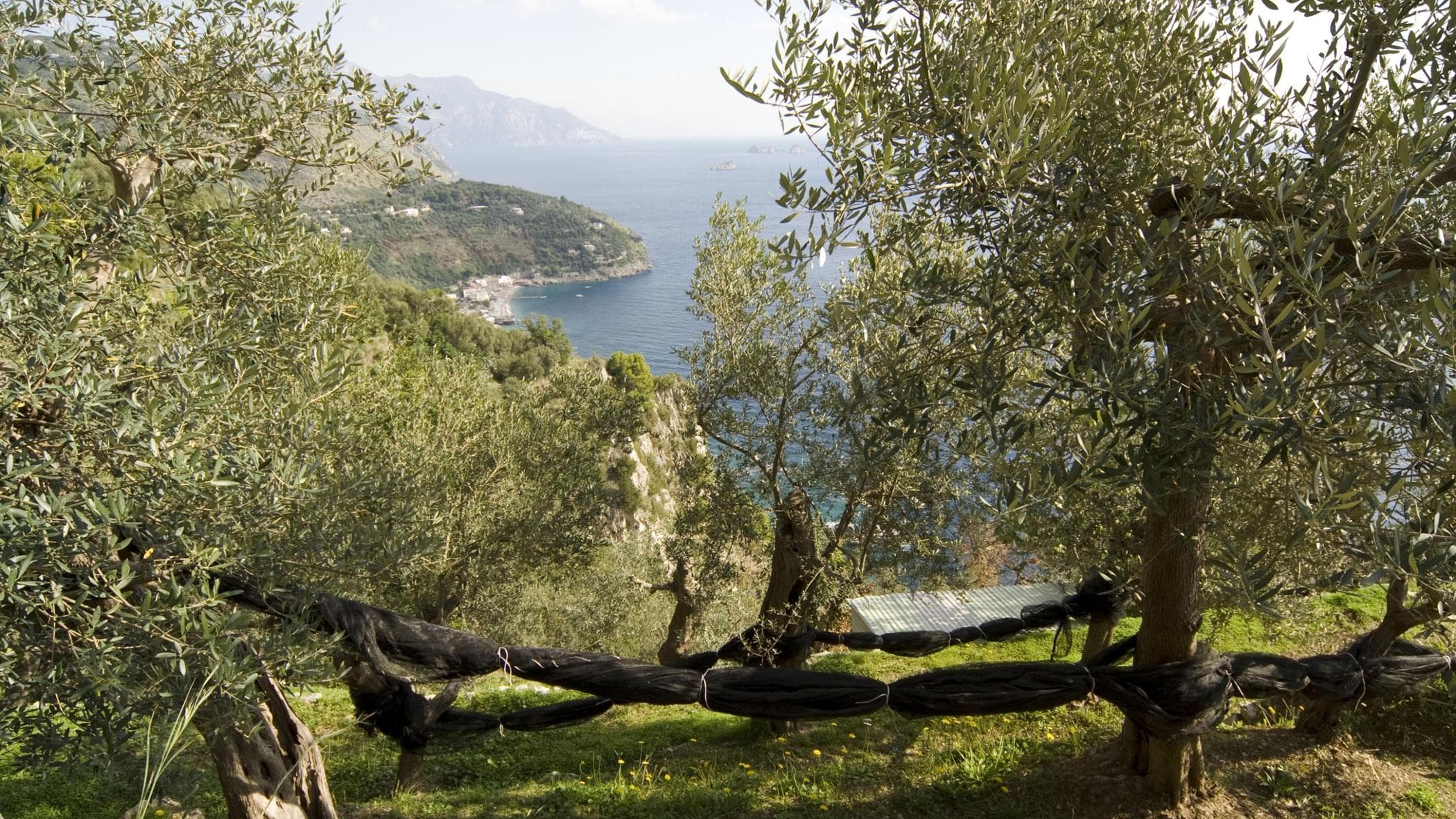 Sorprese dal bio: Campania leader dell’olio in Italia - la Repubblica