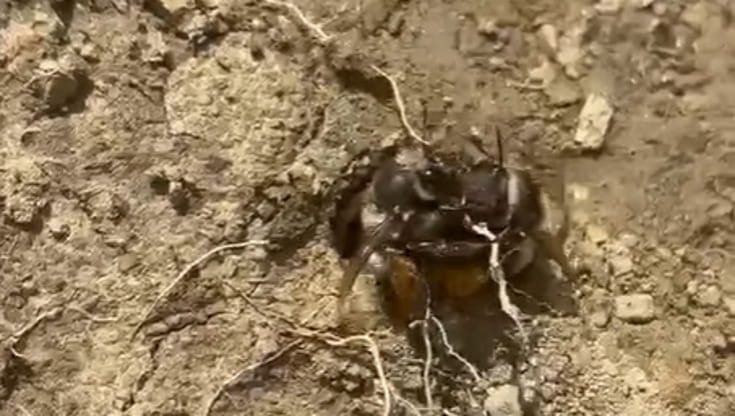 Api impollinatrici fondamentali per l’ecosistema scoperte nel Parco nazionale del Cilento