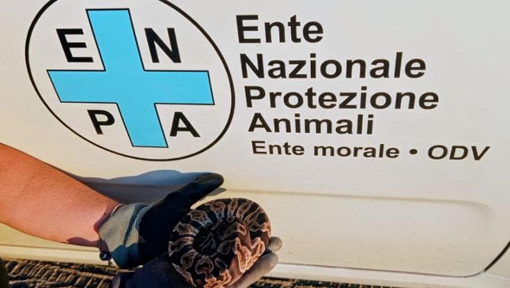 un-pitone-reale-trovato-a-castel-volturno-era-abbandonato-in-un