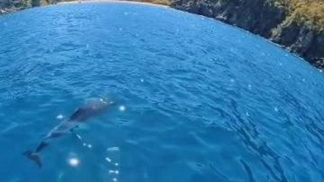 Ischia, i delfini giocano con l'e-foil: "Emozione indescrivibile"