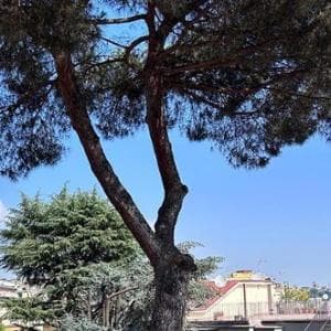 Clima, la “cura degli alberi”