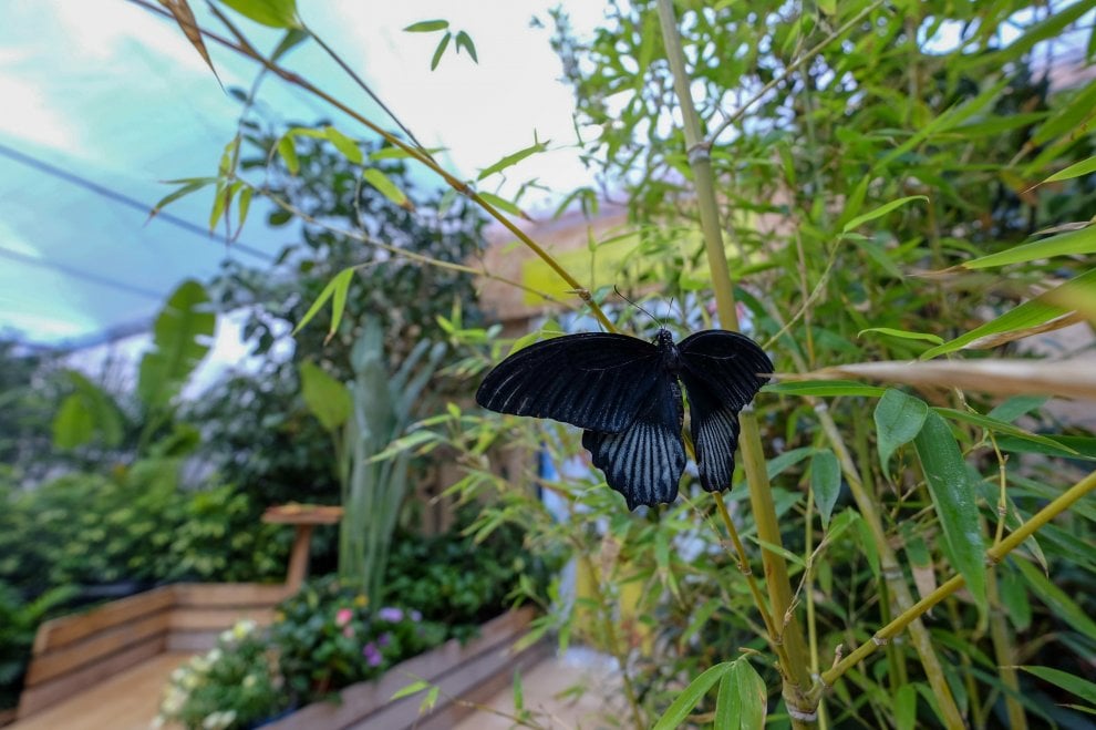 Insect Lore &ndash; Giardino Farfalle Con Habitat 45 Cm E Certificato, Farfalle Vive Da Allevare