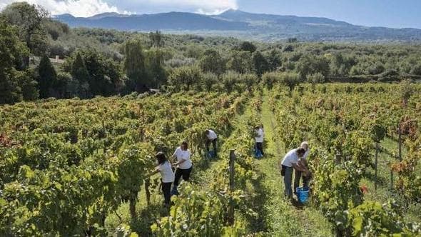 La raccolta sull’Etna: magie e fascino del vulcano
