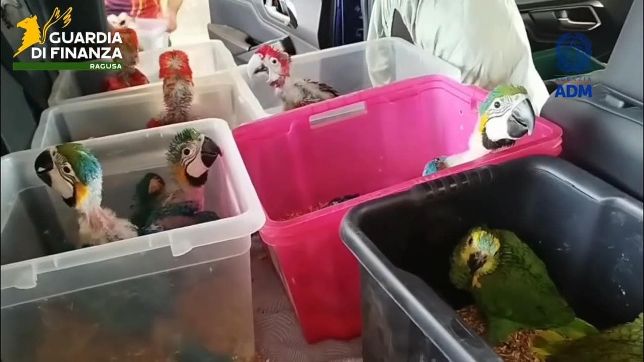 Testuggini e pappagalli nascosti dentro l’auto, maxi sequestro al porto di Pozzallo
