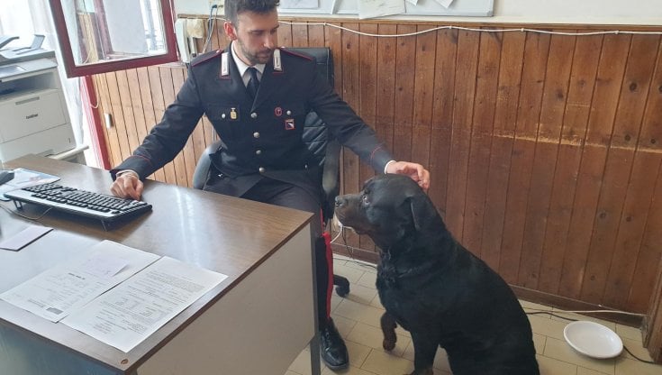 Cane si perde e viene "arruolato" per una notte dai carabinieri di ...