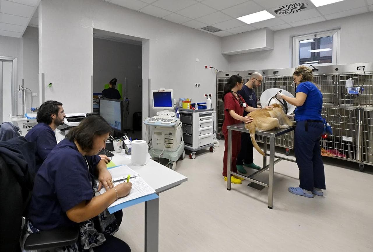 Università di Parma, Veterinaria amplia e rinnova gli spazi in via del ...