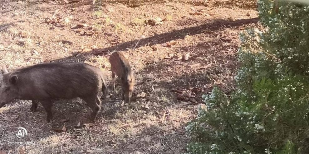 Video Caccia Al Cinghiale Con Balestra