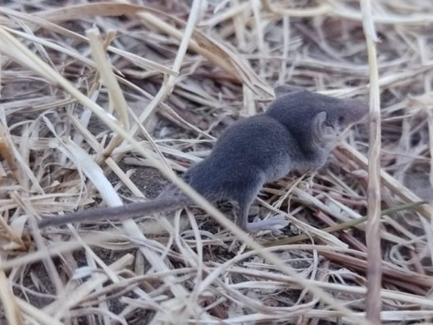 Roma, a Villa Pamphilj fotografato il mustiolo: è il mammifero più