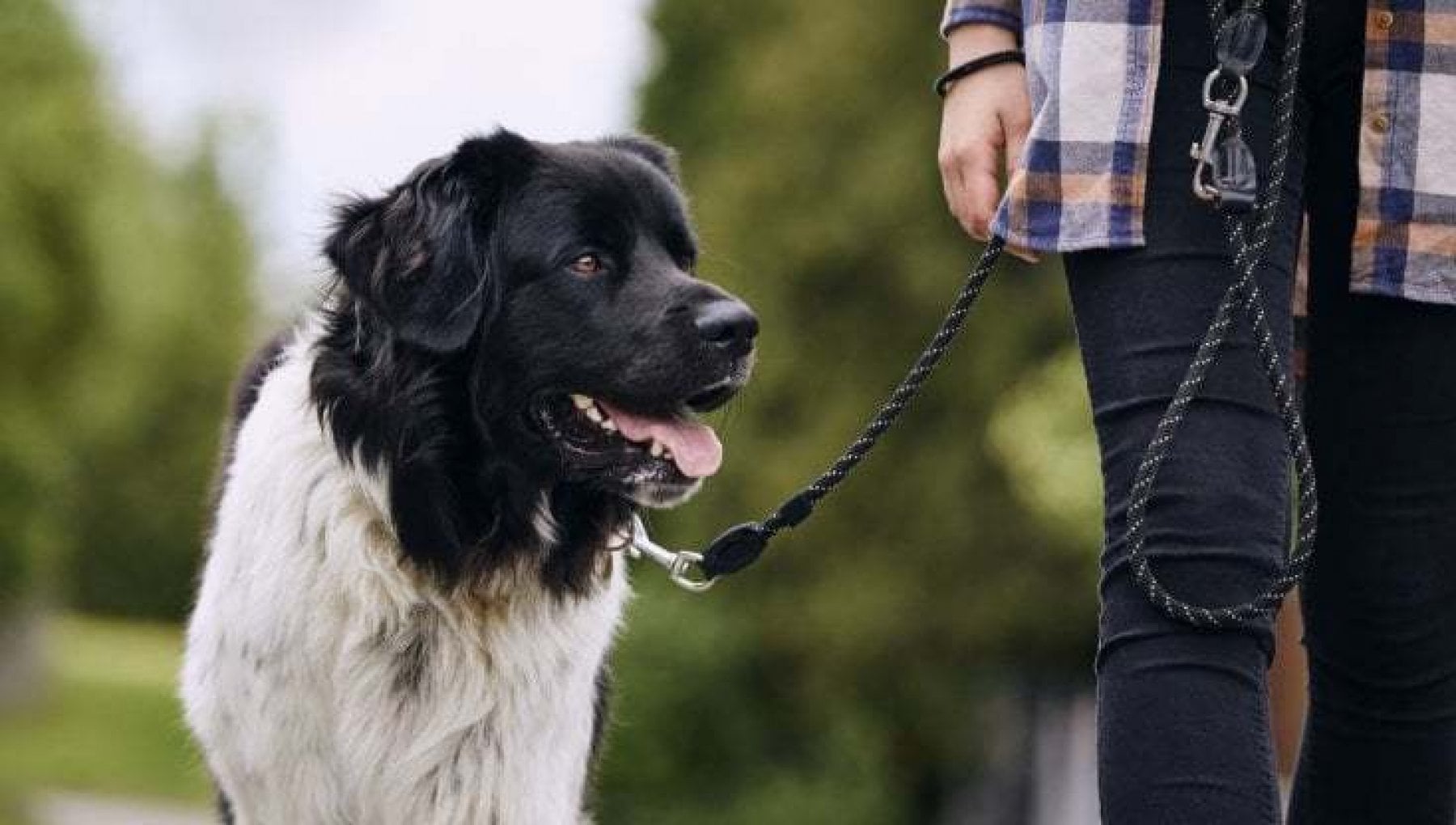 Feci dei cani non raccolte in strada: "Test del dna per individuare i proprietari". La proposta di Iv - Vimarsana News