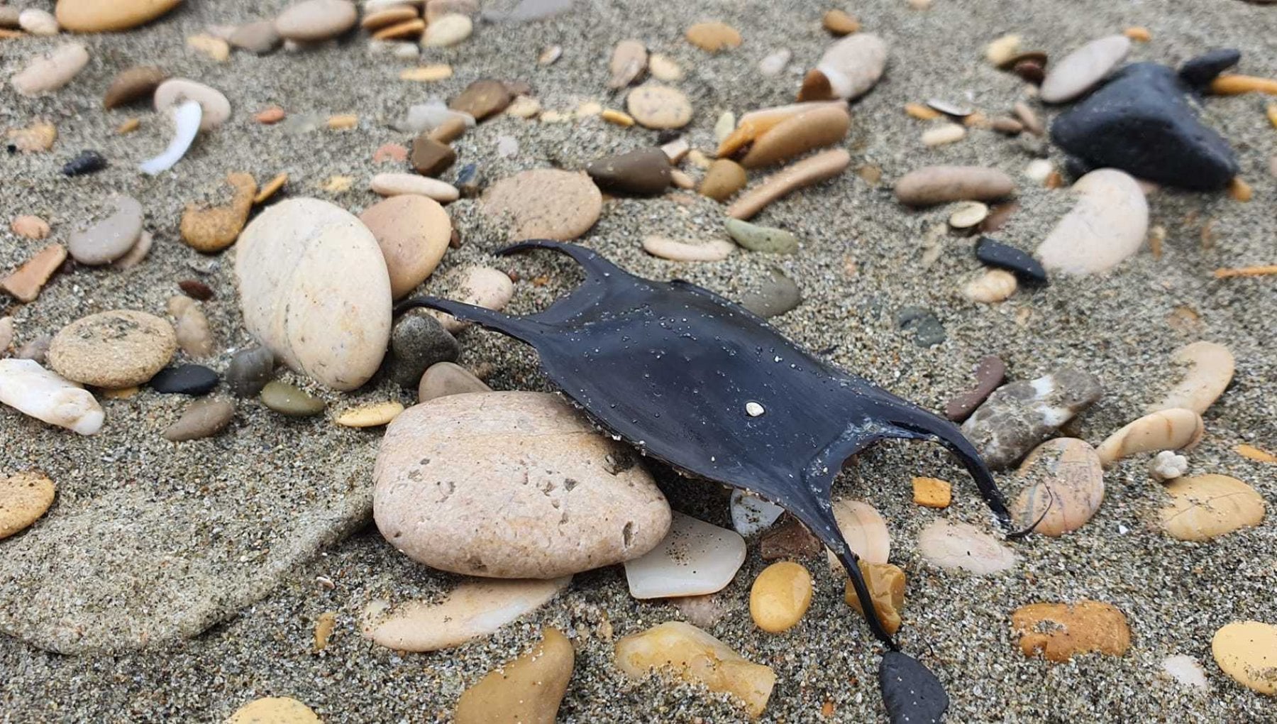 I Resti Di Un mostro Marino E Le Uova Di Squalo Gli Strani 