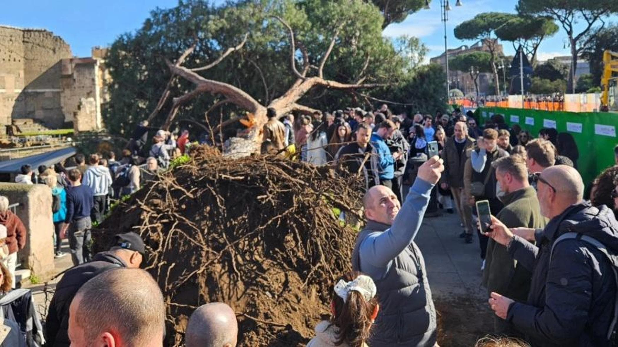 Fori Imperiali, un pino cade tra i passanti: tre feriti. Il Comune valuta la chiusura della strada