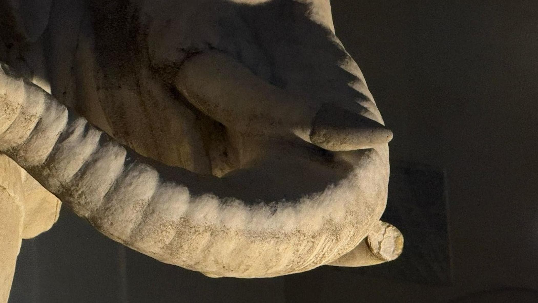 Sfregiata (ancora una volta) la statua dell’elefantino a piazza della Minerva: staccata una zanna