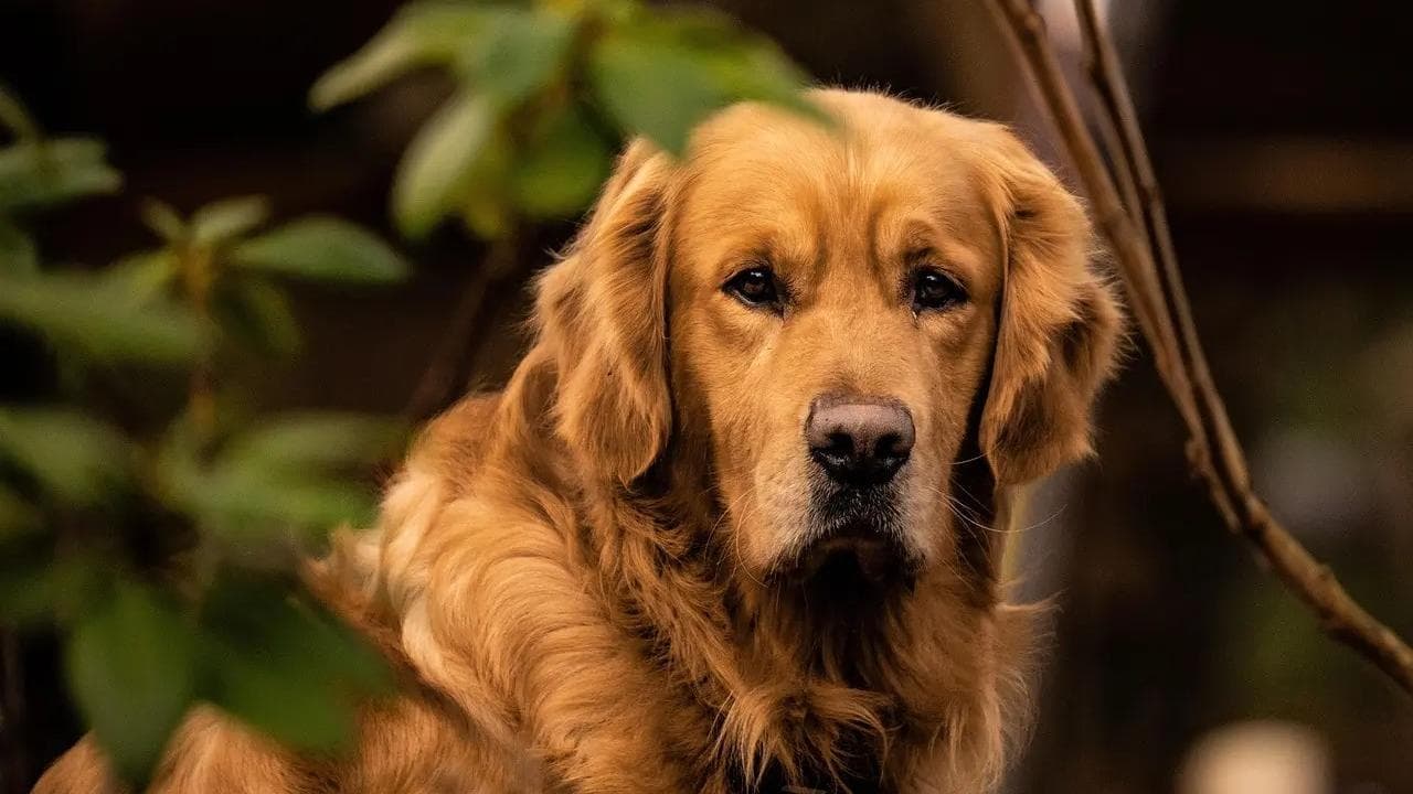 Bimba di 4 anni azzannata al volto dal cane del nonno: ferita profonda