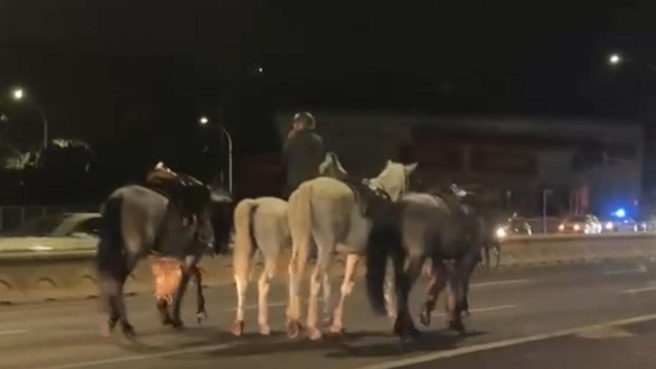Cavalli in fuga dalle prove del 2 giugno: verifiche in corso sui fuochi sparati da un vigile urbano