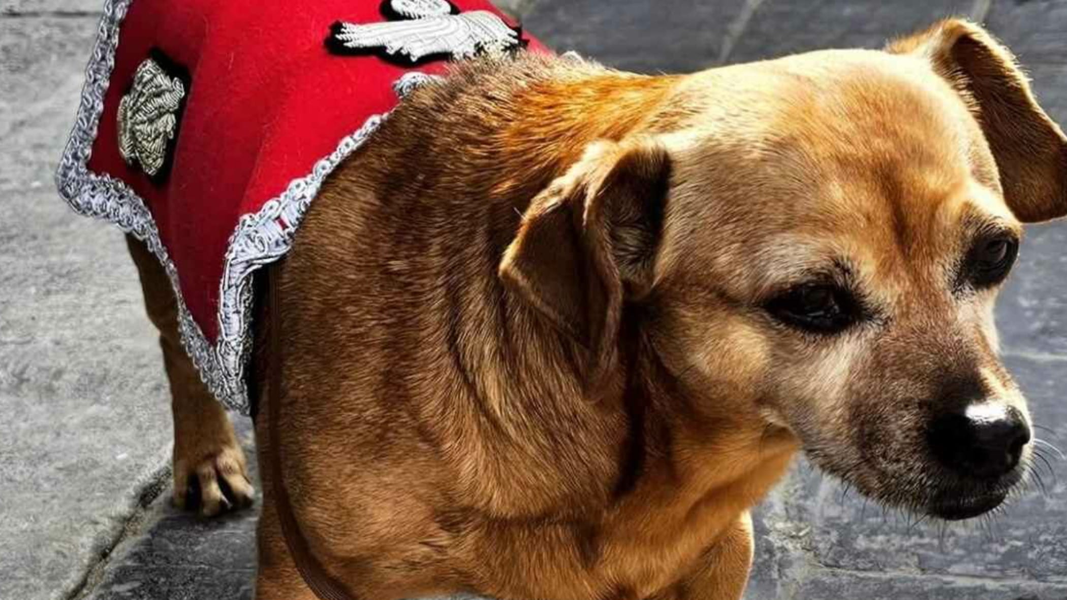 L'ultima sfilata, poi il meritato riposo: oggi va in pensione Briciola, la mascotte dei carabinieri