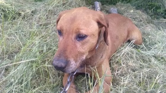 Vercelli, cane legato a un albero e abbandonato: salvato dai passanti ...