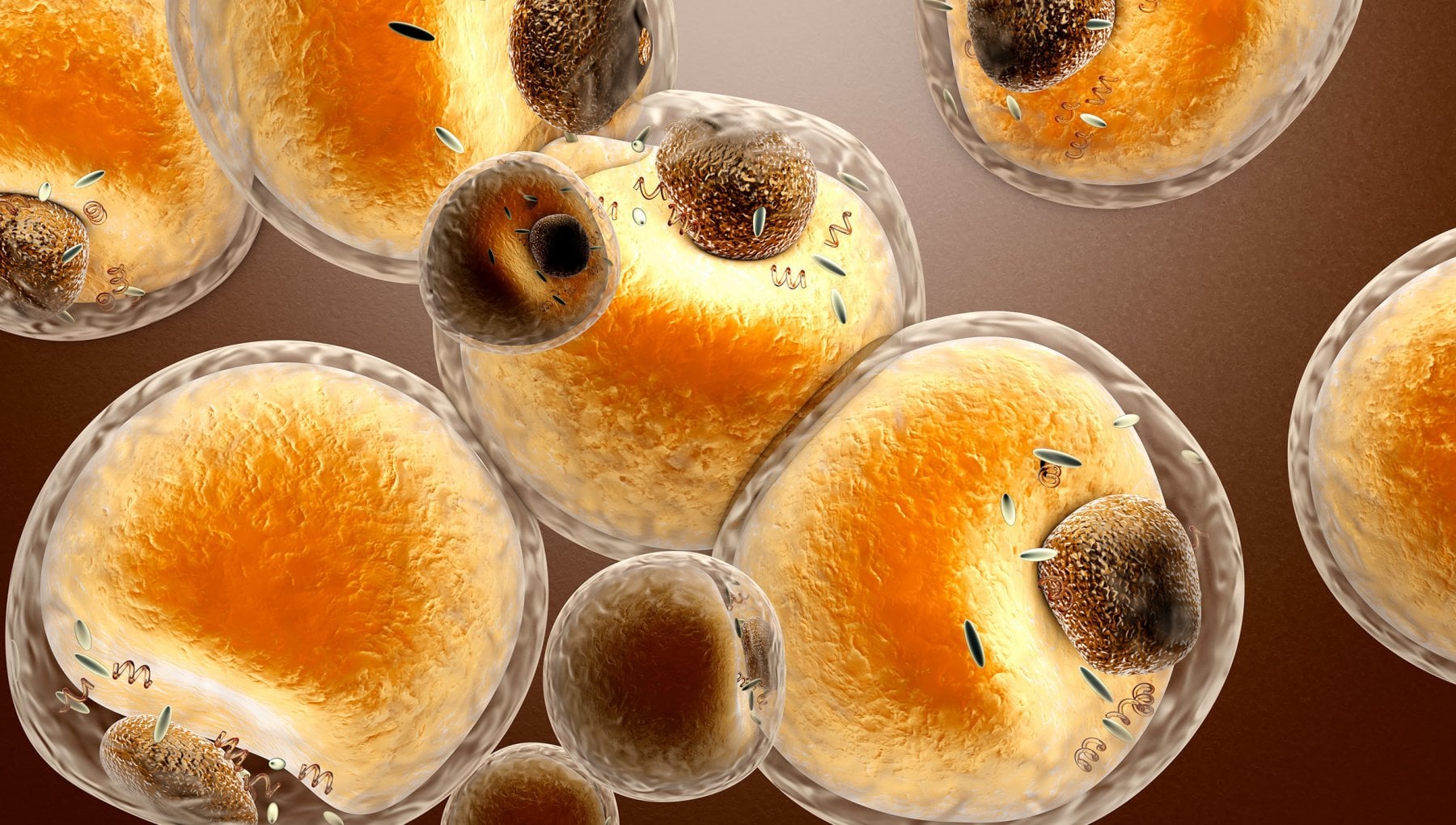 Grasso Non Bello Le Cellule Adipose Mandano messaggi Negativi Agli 