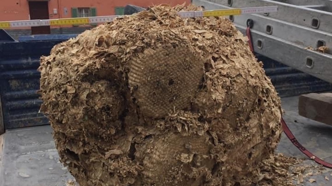 Nido di calabroni da record su un campanile nel Torinese - la Repubblica
