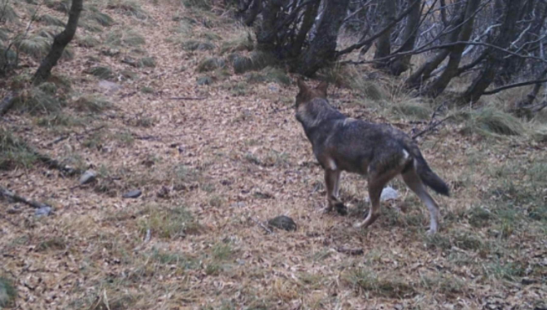 Vita Da Lupi In Piemonte Dalle Alpi Si Spostano A Valle I Video 