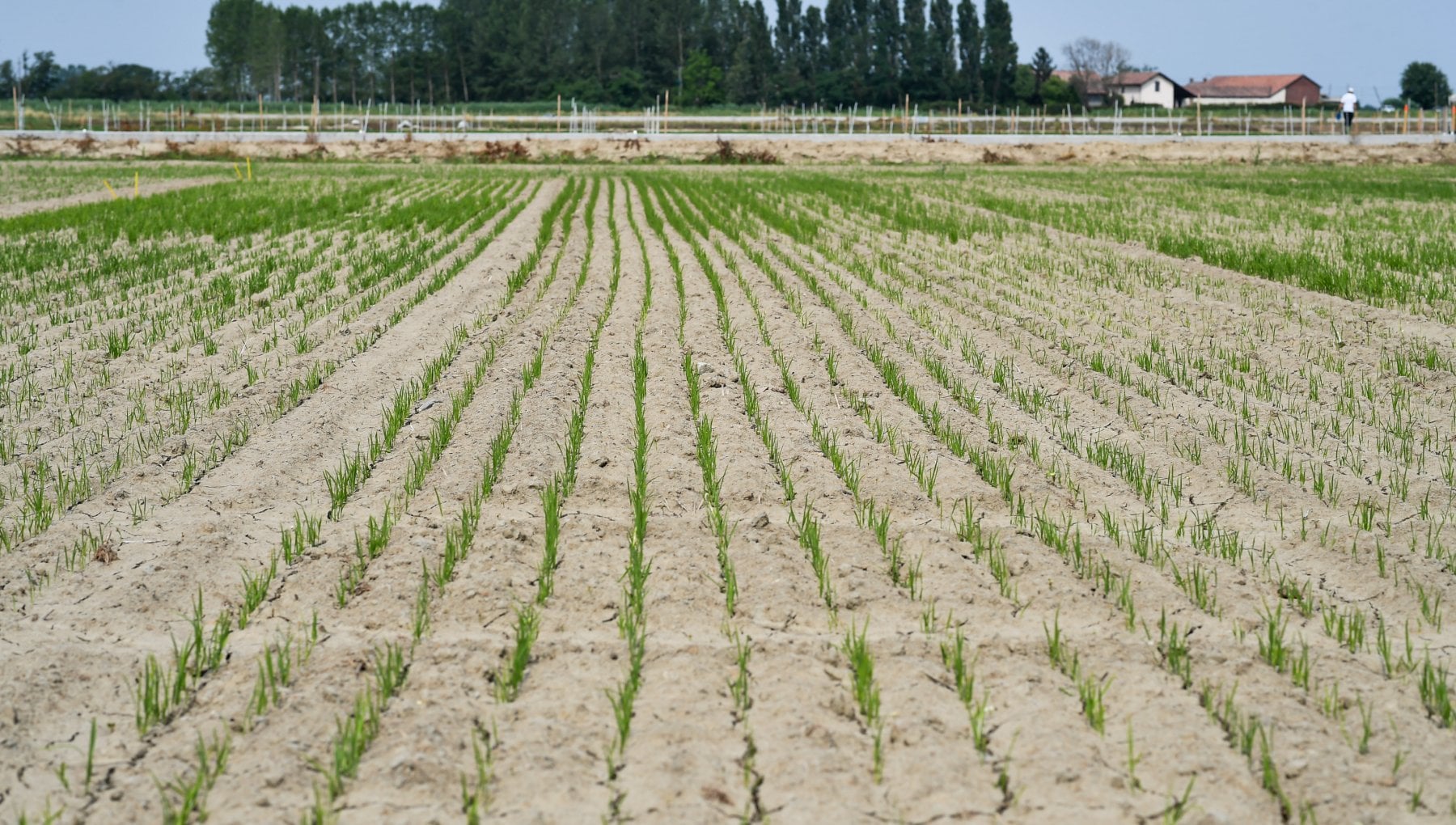 Stop ai rifornimenti d'acqua per le risaie di Novara. Deviati in ...