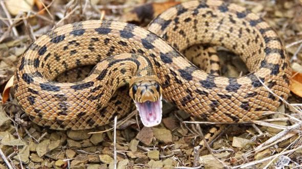 Morso al collo da una vipera nascosta nello zaino: salvato in extremis