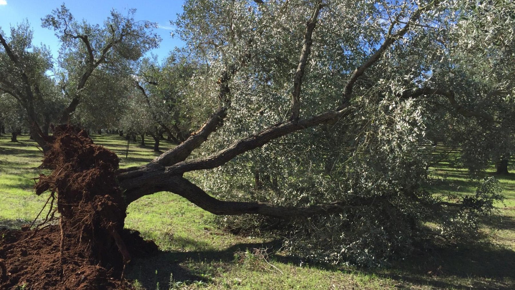 Un ulivo colpito dal batterio della Xylella: il 60% della produzione &egrave; a rischio (Ansa)
