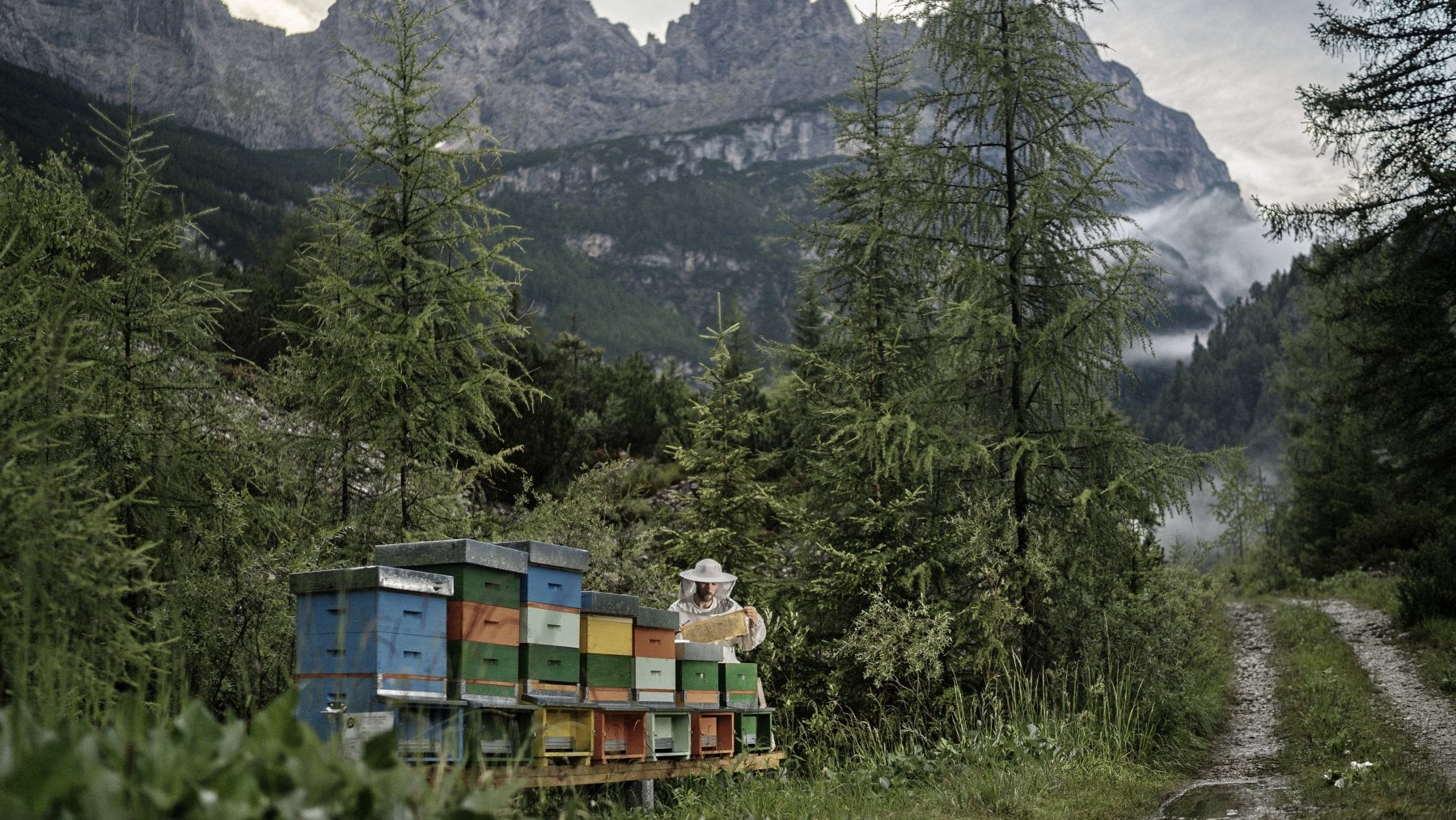 &nbsp;Foto del progetto Ailatiditalia. Dolomiti Bellunesi: Massimiliano Uccel raccoglie i favi del miele intorno al Monte Civetta. (c) Mattia Insolera / LUZ