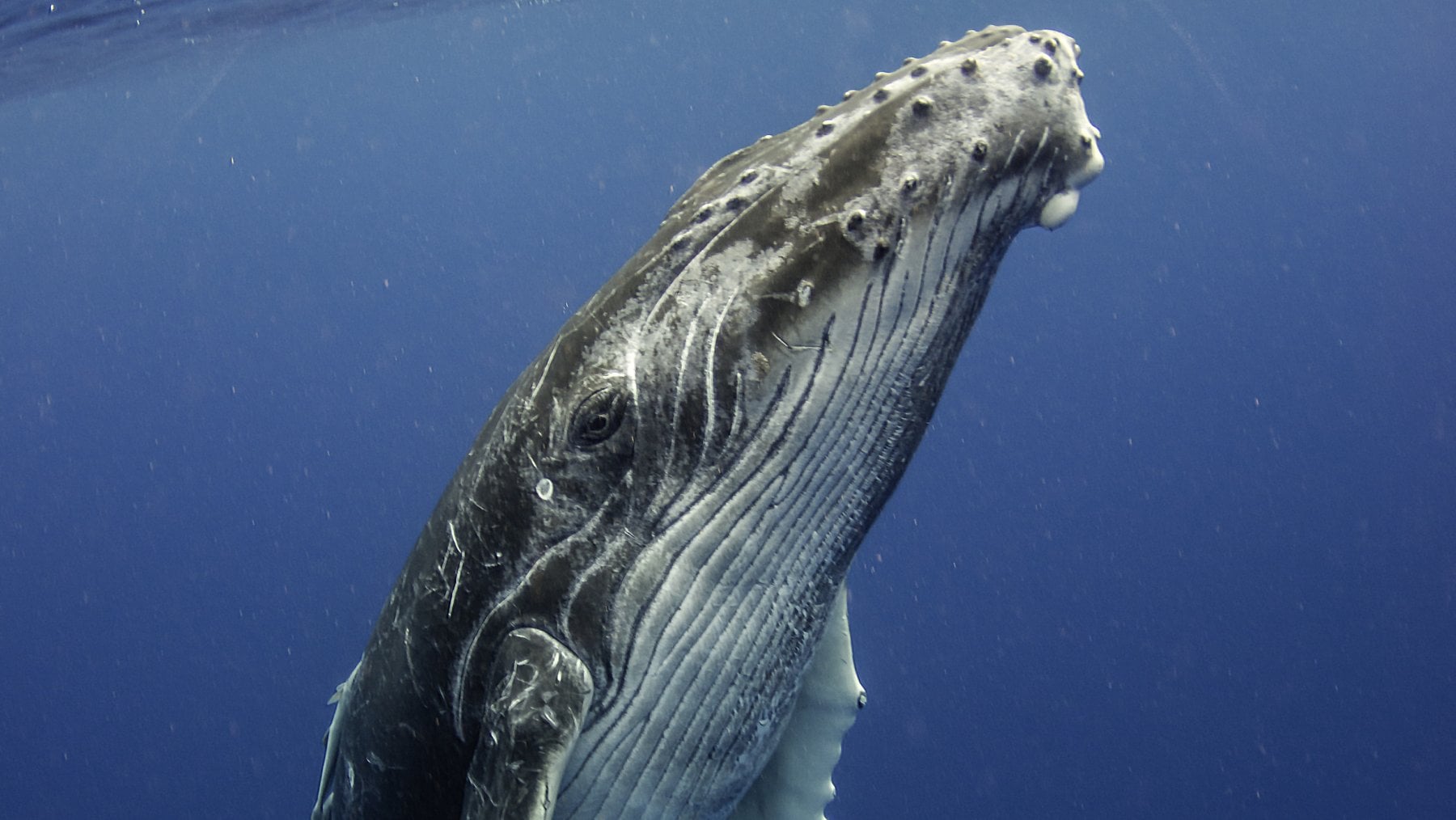 Dimenticare Moby Dick