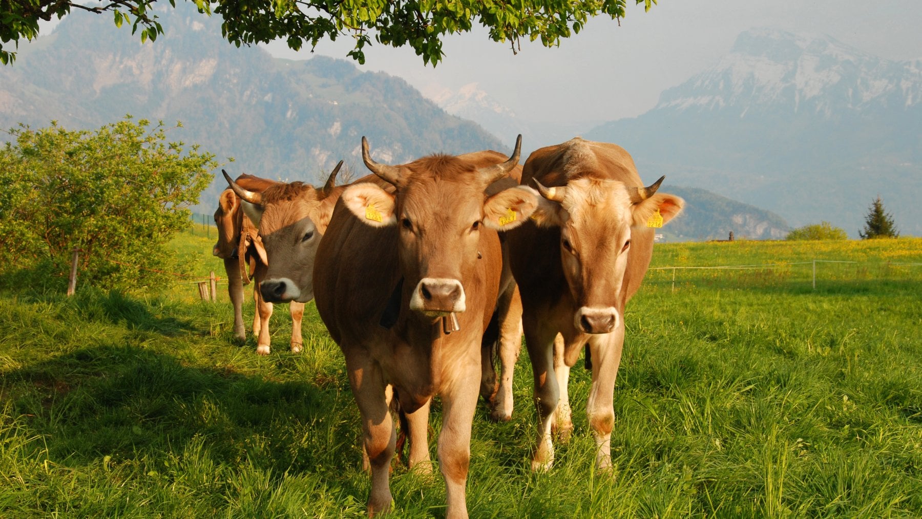 La Svizzera In Allarme Manca Il Burro La Repubblica