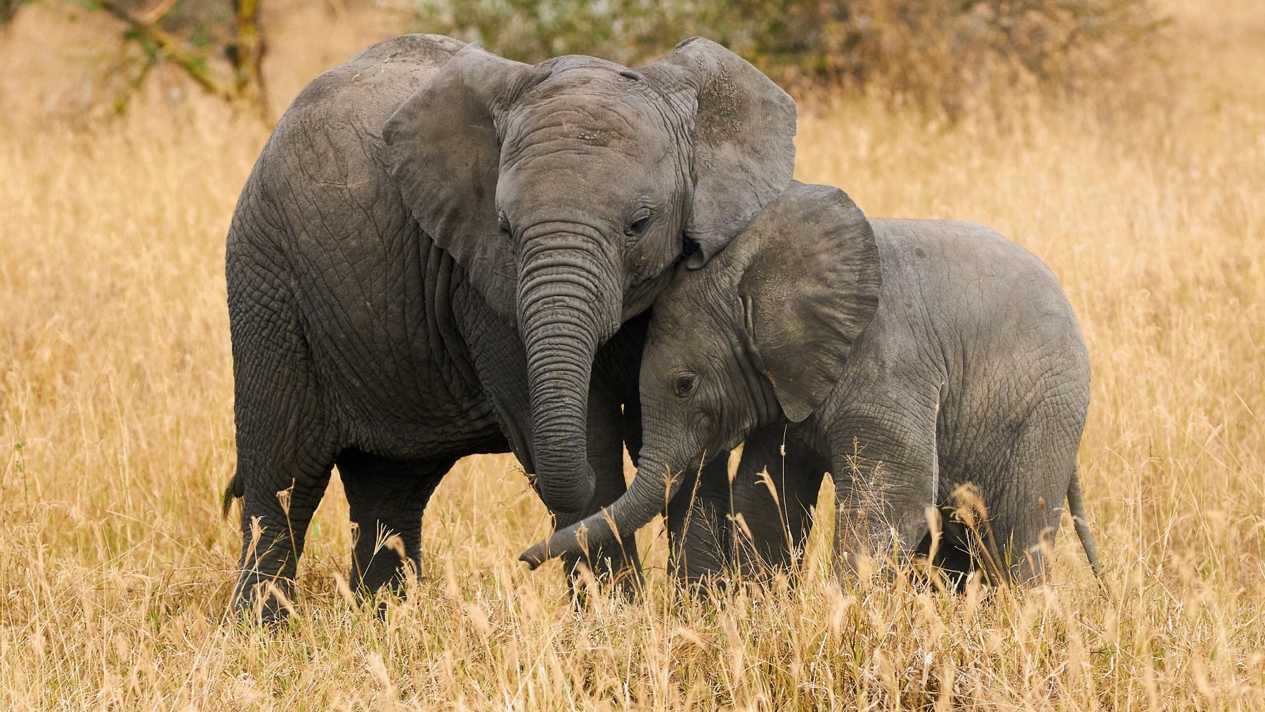 Uno strano animale chiamato elefante