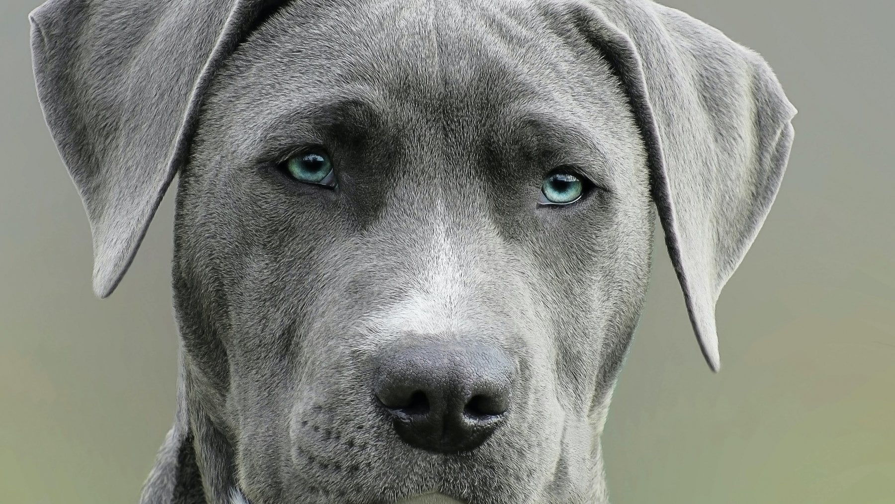 Il segreto per addestare un cane? Tante carezze