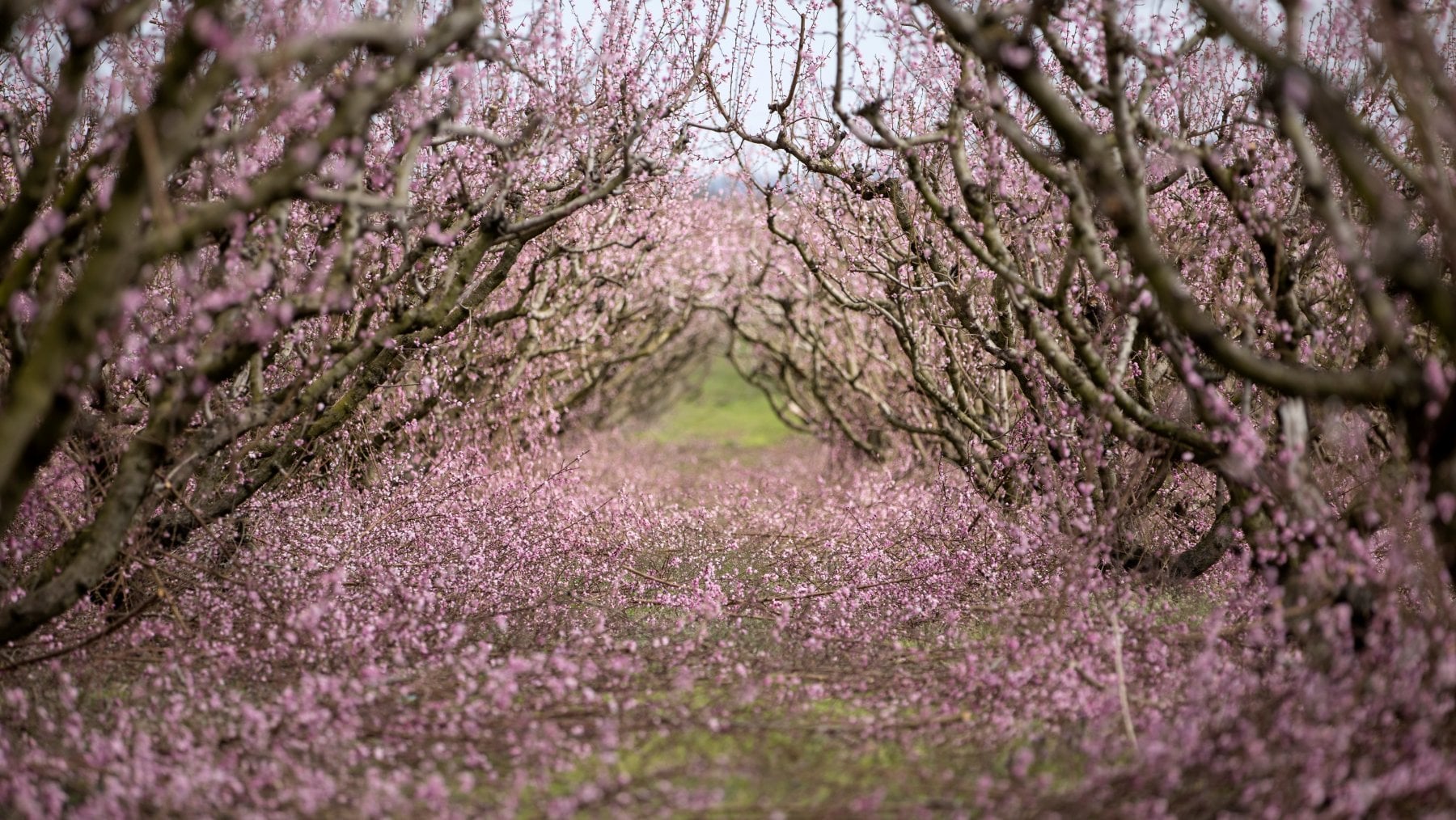 La primavera della speranza 