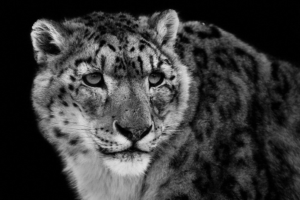 Meraviglia allo zoo, gli scatti artistici di Ademeit