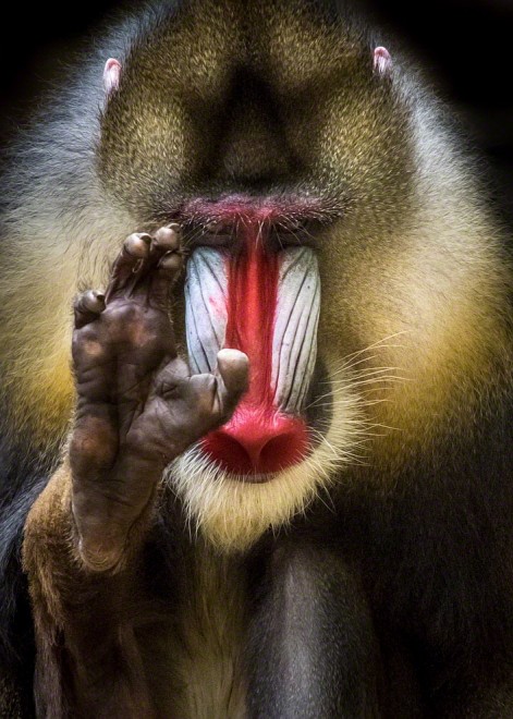 Meraviglia allo zoo, gli scatti artistici di Ademeit