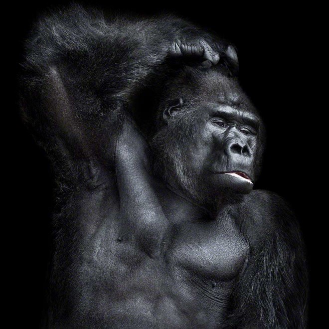 Meraviglia allo zoo, gli scatti artistici di Ademeit