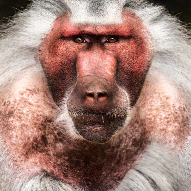 Meraviglia allo zoo, gli scatti artistici di Ademeit