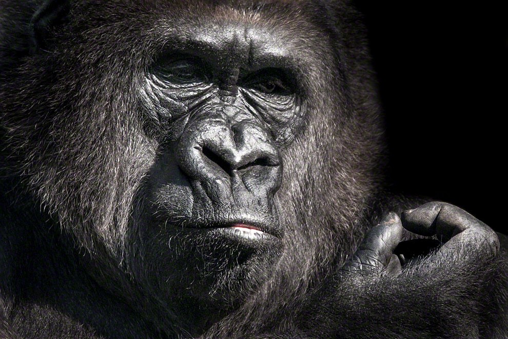 Meraviglia allo zoo, gli scatti artistici di Ademeit