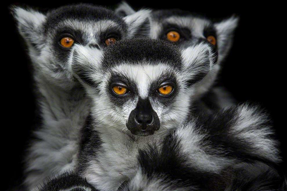 Meraviglia allo zoo, gli scatti artistici di Ademeit