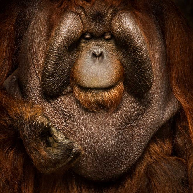 Meraviglia allo zoo, gli scatti artistici di Ademeit