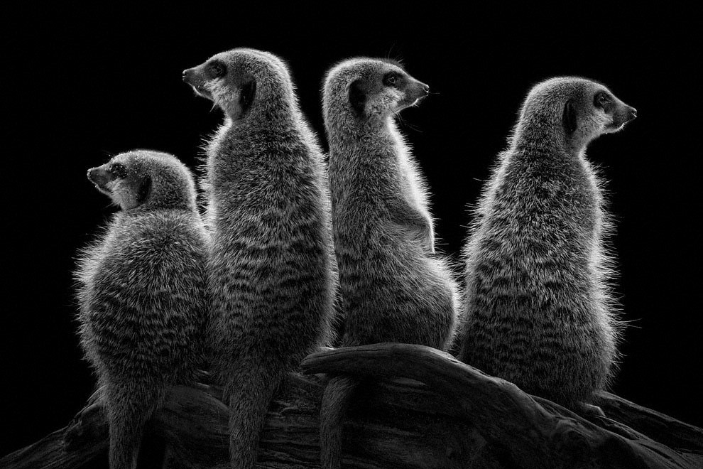Meraviglia allo zoo, gli scatti artistici di Ademeit
