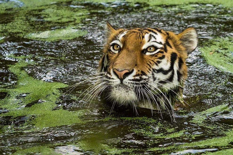 Meraviglia allo zoo, gli scatti artistici di Ademeit