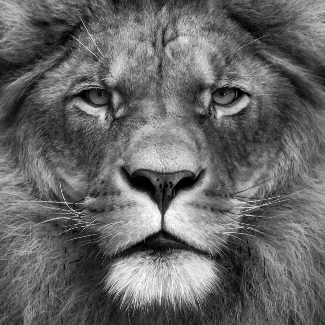 Meraviglia allo zoo, gli scatti artistici di Ademeit