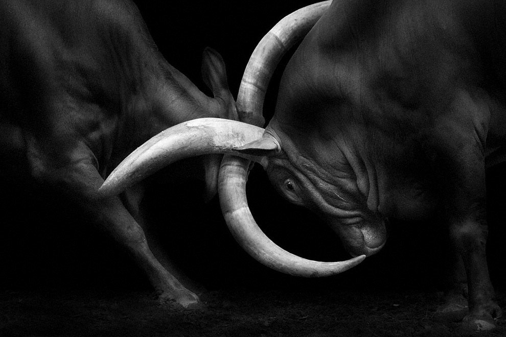 Meraviglia allo zoo, gli scatti artistici di Ademeit