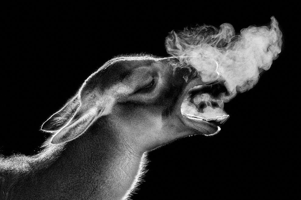 Meraviglia allo zoo, gli scatti artistici di Ademeit