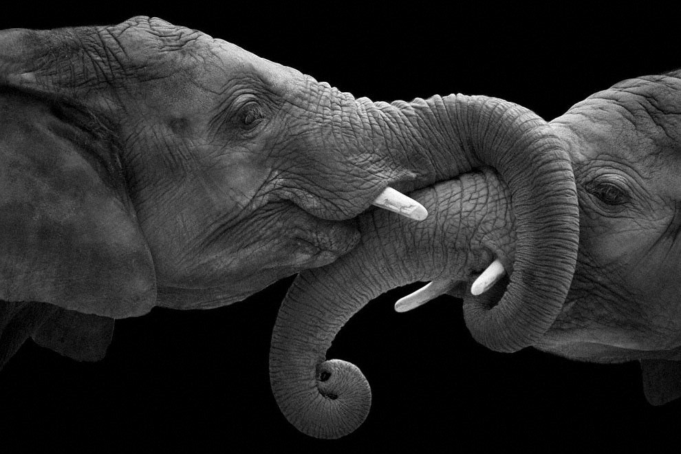 Meraviglia allo zoo, gli scatti artistici di Ademeit